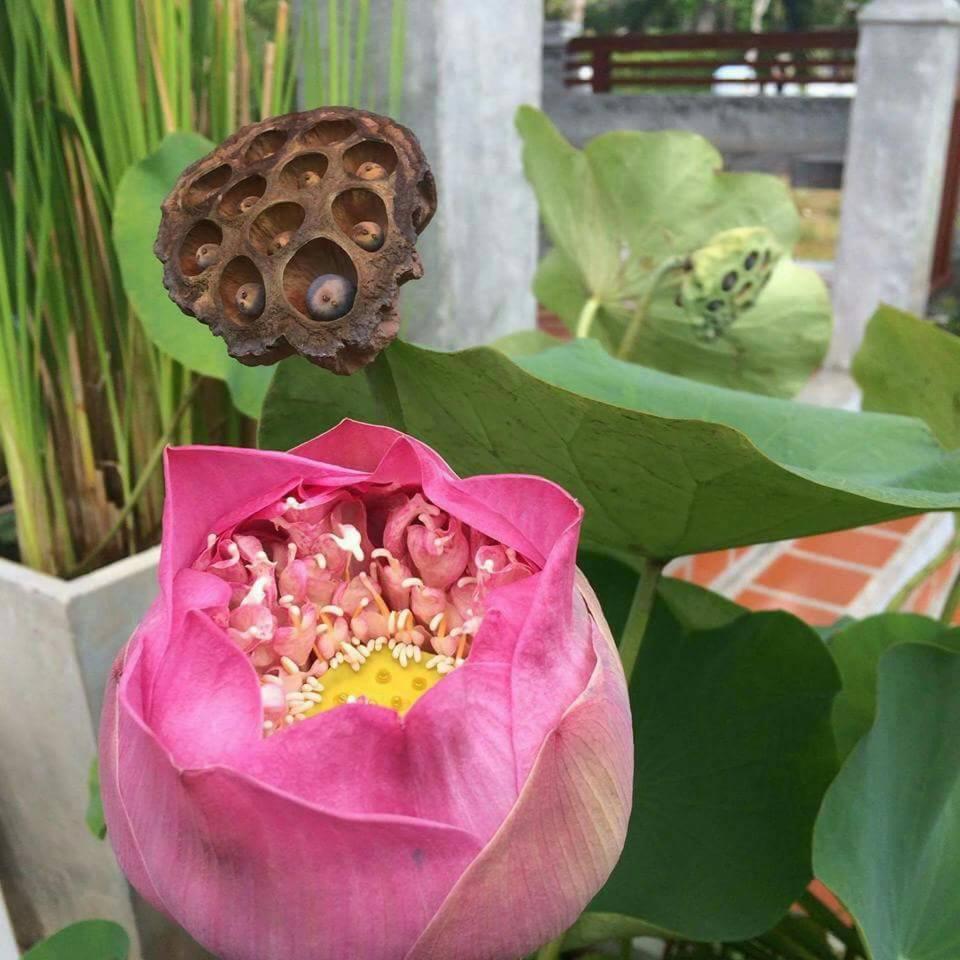 Arthaya Villas - Sha Extra Plus Ko Lanta Eksteriør billede